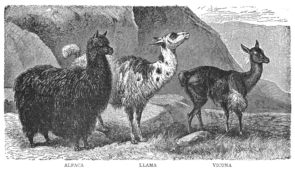 Alpaca, Llama, Vicuna (Illustration from The New Student's Reference Work, 1914)